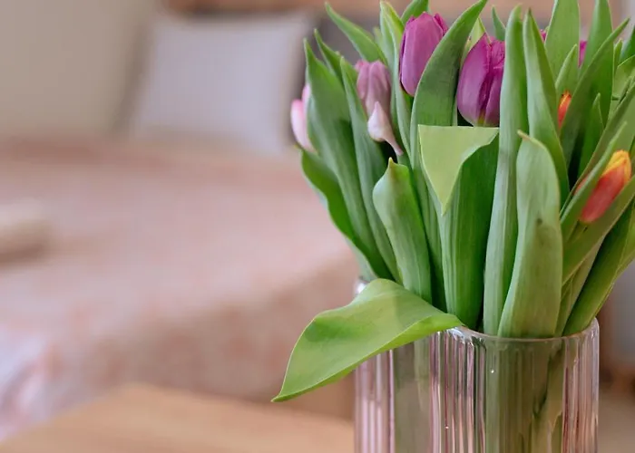 Wow For Rent - Bul Montevideo 25a - B Sofia